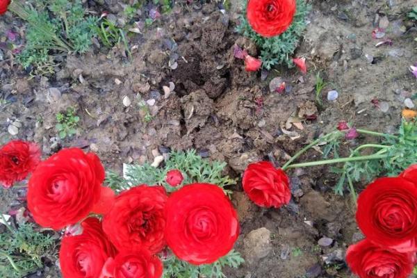 1961年3月:命运与希望交织的春天 1961年3月:命运与希望交织的春天