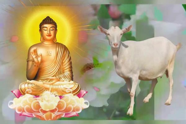 1991年属羊:羊年命运与性格分析 1991年属羊:羊年命运与性格分析