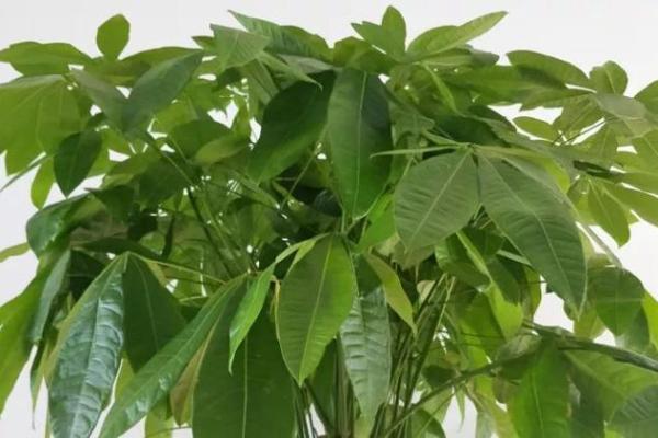 火命人士适合居住的楼层与风水解析:提升运势,实现理想生活! 火命人士适合居住的楼层与风水解析:提升运势,实现理想生活!