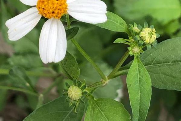 嘴硬命硬,生活中的另一种坚韧与智慧 嘴硬命硬,生活中的另一种坚韧与智慧