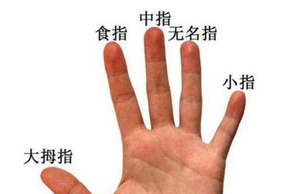 食指旋纹的奥秘:解读命运与性格的微妙联系 食指旋纹的奥秘:解读命运与性格的微妙联系