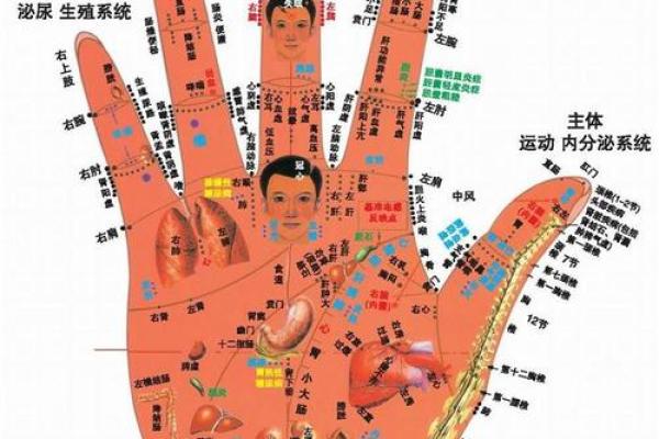 手指的秘密:探索没有罗指的命运与性格解读 手指的秘密:探索没有罗指的命运与性格解读