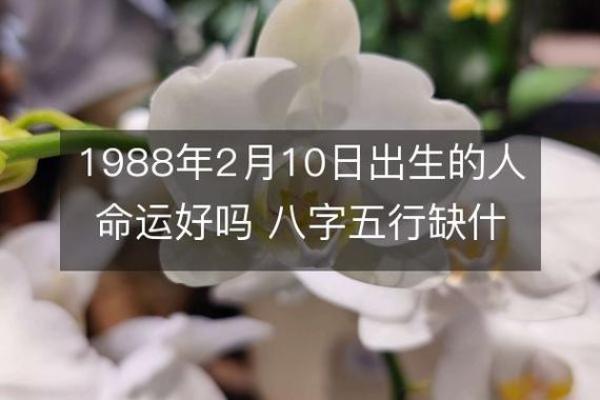 解析一九八八年出生人的命运和性格特征 解析一九八八年出生人的命运和性格特征