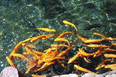 水命人的植物选择：养生与风水双丰收的秘密