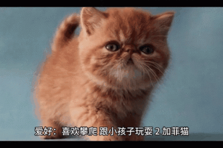 根据命理缺失，如何选择适合你的猫咪品种和养护方式