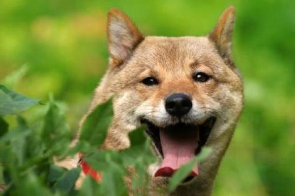 属狗的土命:解析命里缺失的深层含义与人生启示 属狗的土命:解析命里缺失的深层含义与人生启示