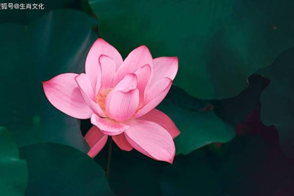 揭开生肖与贬官命的神秘面纱,探索命运与运势的奇妙联系! 揭开生肖与贬官命的神秘面纱,探索命运与运势的奇妙联系!