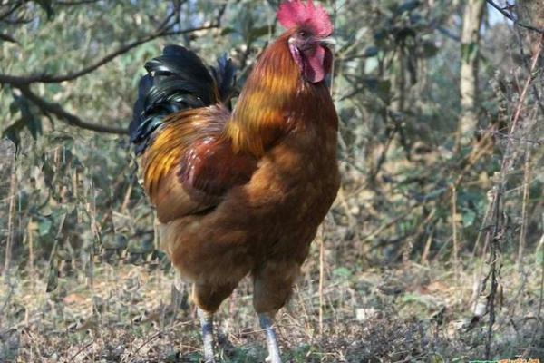 属鸡当官的人是什么命?揭示鸡年官运与人生运势的秘密! 属鸡当官的人是什么命?揭示鸡年官运与人生运势的秘密!