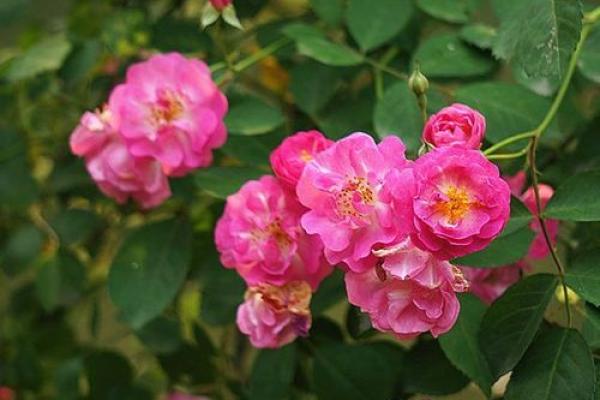 如何把握财运高峰,女命的最佳财运日子解析 如何把握财运高峰,女命的最佳财运日子解析