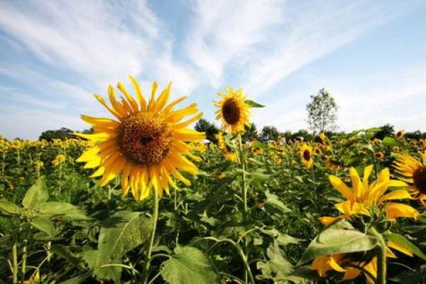 土命搬家最佳日子选择指南:让新家带来好运和福气! 土命搬家最佳日子选择指南:让新家带来好运和福气!