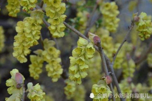 命理学中的未戍辰相见,揭秘生命的深层含义与运势机遇! 命理学中的未戍辰相见,揭秘生命的深层含义与运势机遇!