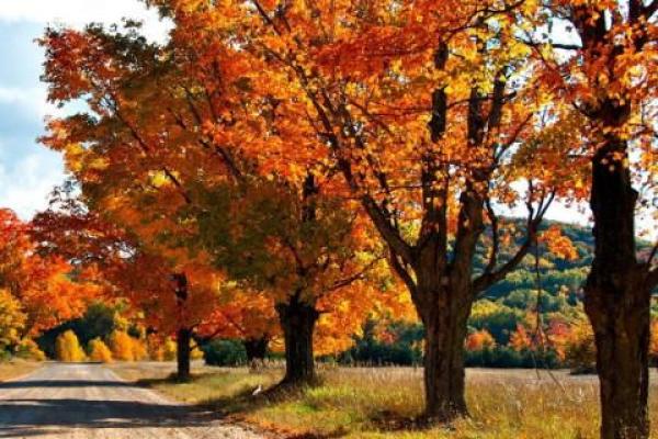 大林木命与剑锋金命:家居风水布置的完美指南 大林木命与剑锋金命:家居风水布置的完美指南