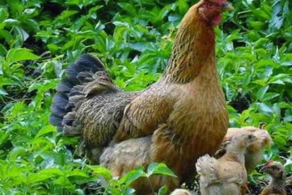 1992年属鸡者的命运与生活智慧探讨 1992年属鸡者的命运与生活智慧探讨