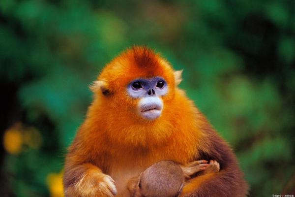 命染黄沙,十二生肖中的神秘启示 命染黄沙,十二生肖中的神秘启示