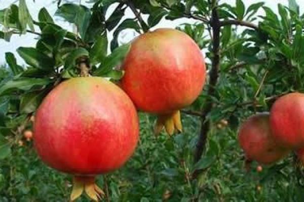 80年石榴木命:探寻命理与生活的奥秘 80年石榴木命:探寻命理与生活的奥秘