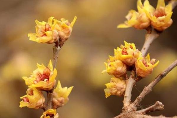 1962年金命人的命运与生活启示 1962年金命人的命运与生活启示