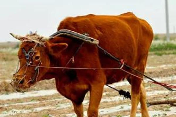 属牛阴历腊月的命运解析:揭示你的潜力与机遇 属牛阴历腊月的命运解析:揭示你的潜力与机遇