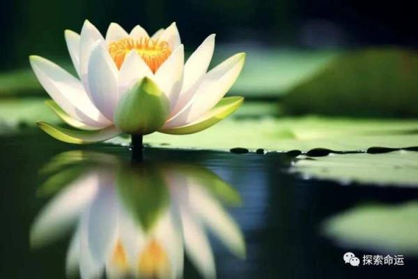 21岁属相命理解析:揭开人生的神秘面纱 21岁属相命理解析:揭开人生的神秘面纱