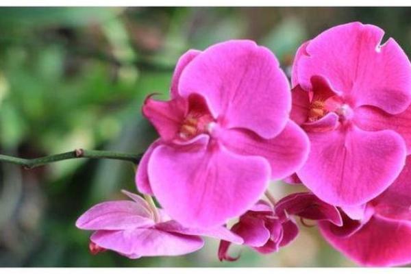 土牛命者适合的饰品推荐,提升运势的秘密! 土牛命者适合的饰品推荐,提升运势的秘密!