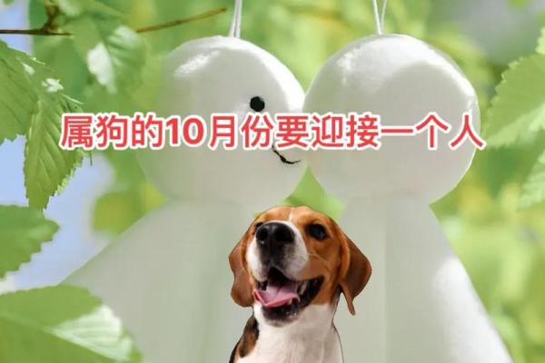 1970年属狗人的金命解析与生活指南 1970年属狗人的金命解析与生活指南