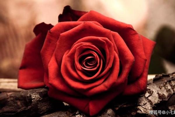 正月十三属兔人命运解析:闲适与机智的完美结合 正月十三属兔人命运解析:闲适与机智的完美结合