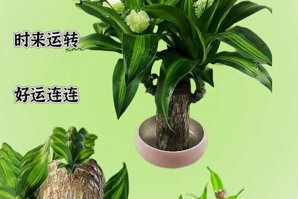 木命人适合的植物:让生活充满生机与活力 木命人适合的植物:让生活充满生机与活力