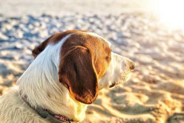 夏天出生的狗狗：你的四足朋友命中注定的秘密！