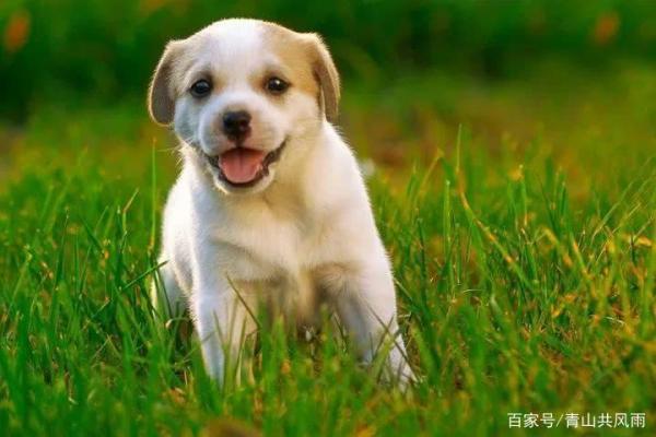 06年属狗人的命运解析：把握机遇，迎接挑战！