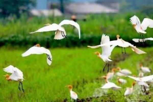 道教命功与采药：探秘自然的灵性与智慧