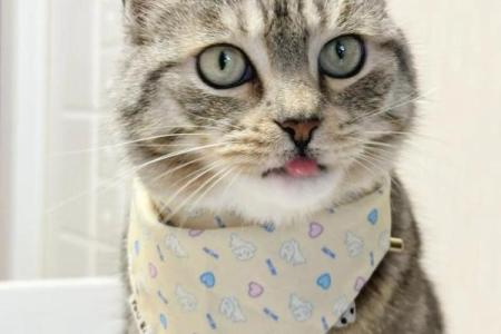 夏天出生的狗狗：你的四足朋友命中注定的秘密！