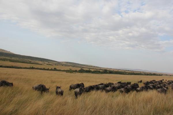 黄瓜的命寓意:自然与生命的交响曲 黄瓜的命寓意:自然与生命的交响曲