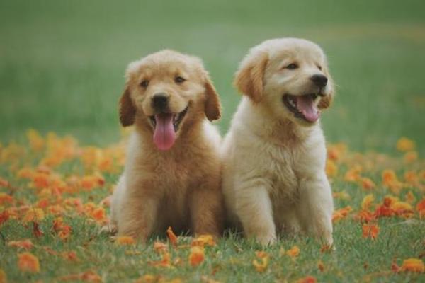 命理暗合中的动物象征:探寻人生与命运的奥秘 命理暗合中的动物象征:探寻人生与命运的奥秘