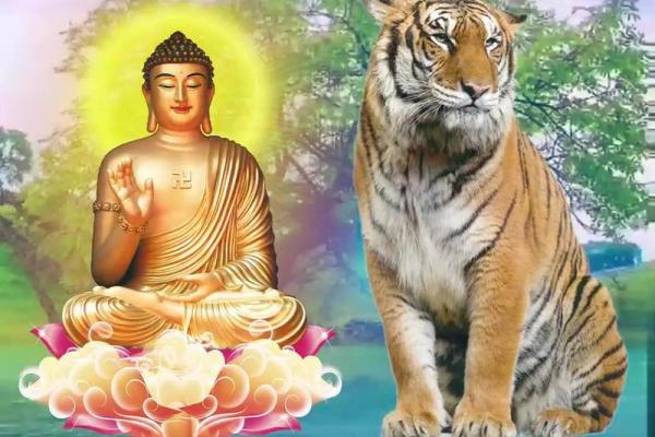 2022腊月虎命解析:生肖虎的五行与运势详解 2022腊月虎命解析:生肖虎的五行与运势详解