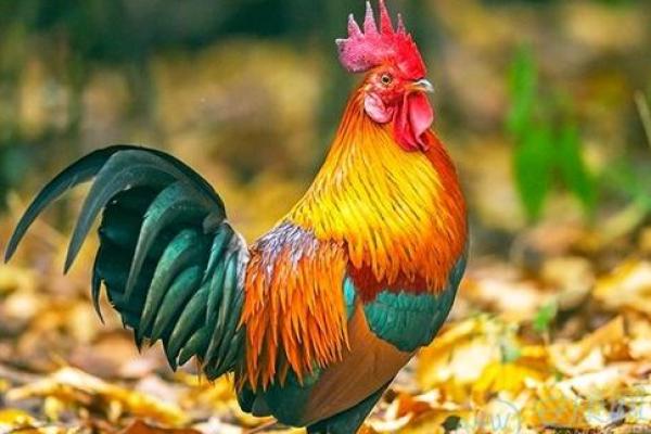 81年出生的人命运解析:辰龙年生的你注定与众不同! 81年出生的人命运解析:辰龙年生的你注定与众不同!