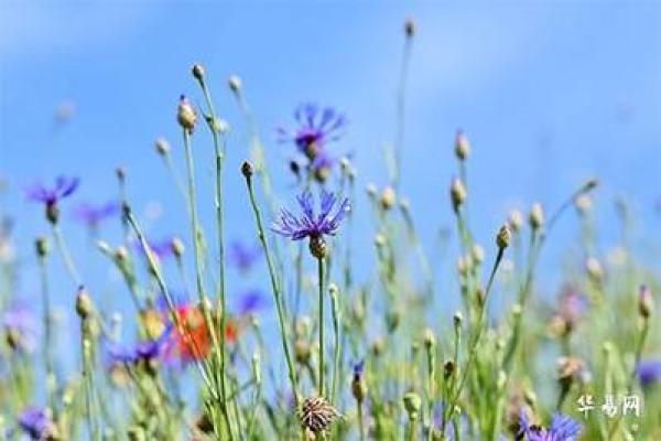 天刑星入命:女性命理解析与生活启示 天刑星入命:女性命理解析与生活启示