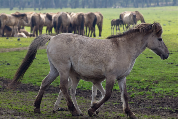 2002属马的人命运解析:如何掌控人生,骑向成功的彼岸 2002属马的人命运解析:如何掌控人生,骑向成功的彼岸