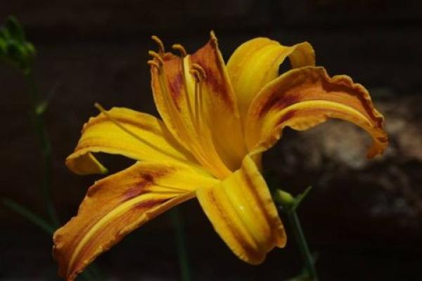 根据属相探寻状元命,解读成功背后的秘密 根据属相探寻状元命,解读成功背后的秘密