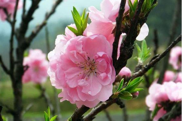 根据属相探寻状元命,解读成功背后的秘密 根据属相探寻状元命,解读成功背后的秘密