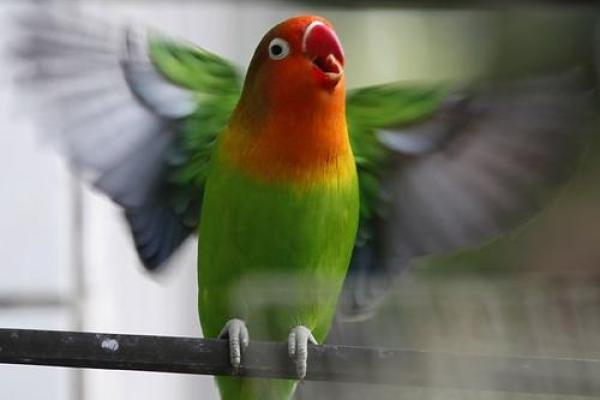 小鸟出笼:命运的自由与掌控之道 小鸟出笼:命运的自由与掌控之道