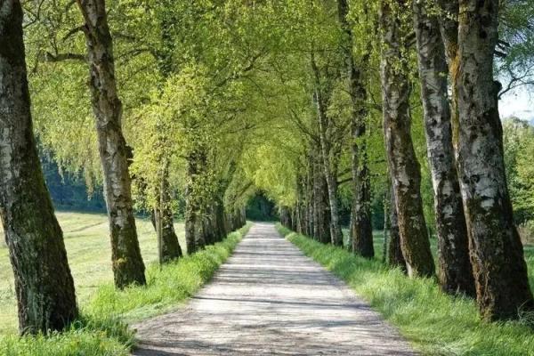 辛丑日柱:命理解读与人生影响的深度探讨 辛丑日柱:命理解读与人生影响的深度探讨