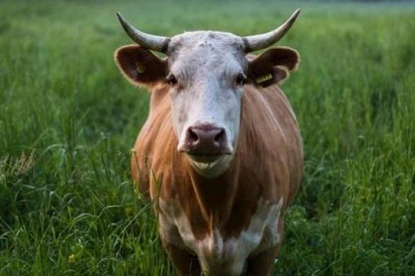 1997年出生的牛命:勤奋与坚持的象征,未来可期! 1997年出生的牛命:勤奋与坚持的象征,未来可期!