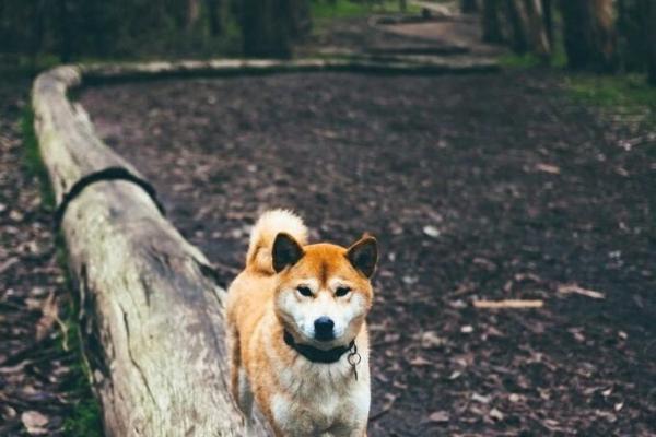 1945年出生的狗:命运与性格的精彩交织 1945年出生的狗:命运与性格的精彩交织