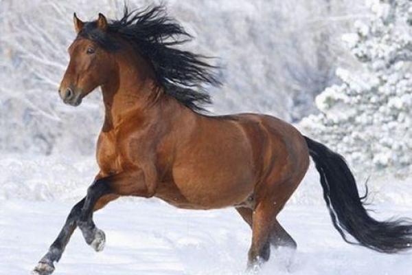 1878年属马女性的命理探究:运势与性格的神秘旅程 1878年属马女性的命理探究:运势与性格的神秘旅程