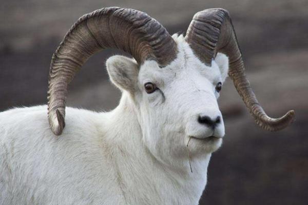 1955年乙未年羊的命运与人生智慧探讨