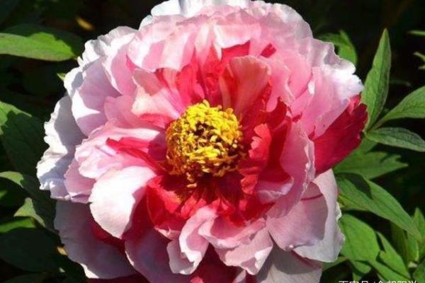 揭开金命女人的神秘面纱:优雅与力量的完美结合 揭开金命女人的神秘面纱:优雅与力量的完美结合