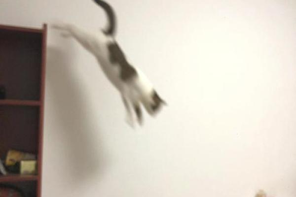 探索下山猛虎命格的内涵与人生启示 探索下山猛虎命格的内涵与人生启示