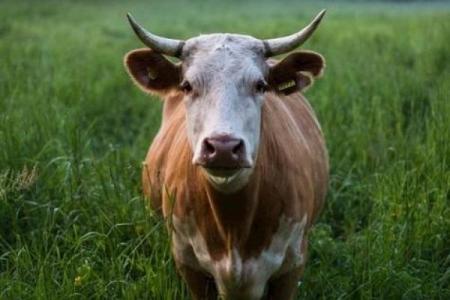 1997年出生的牛命：勤奋与坚持的象征，未来可期！