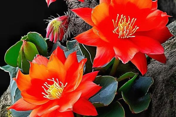 这些命格的人最擅长养花,花开富贵如其人! 这些命格的人最擅长养花,花开富贵如其人!