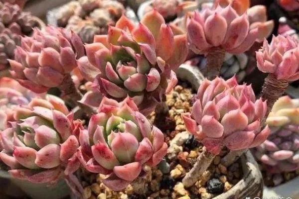 多肉植物为何受到这些星座的宠爱,你也是其中之一吗? 多肉植物为何受到这些星座的宠爱,你也是其中之一吗?