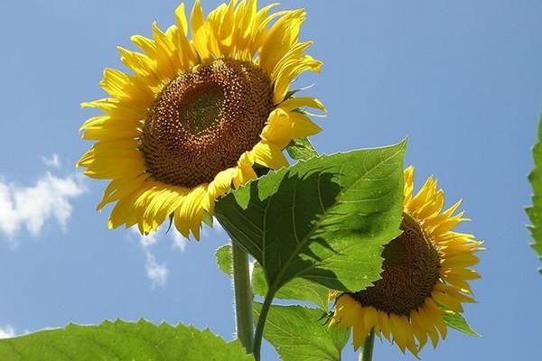 兔子的富贵命:从习性到象征的多重解析 兔子的富贵命:从习性到象征的多重解析